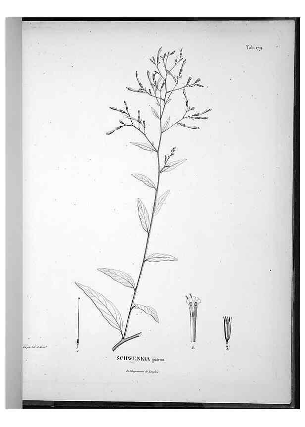 Reproducción/Reproduction 49556420511: Nova genera et species plantarum :. Antverpiae :Ex officina Christophori Plantini ...,1576.. 
