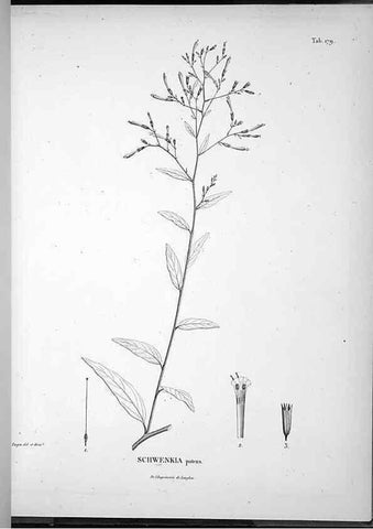 Reproducción/Reproduction 49556420511: Nova genera et species plantarum :. Antverpiae :Ex officina Christophori Plantini ...,1576.. 