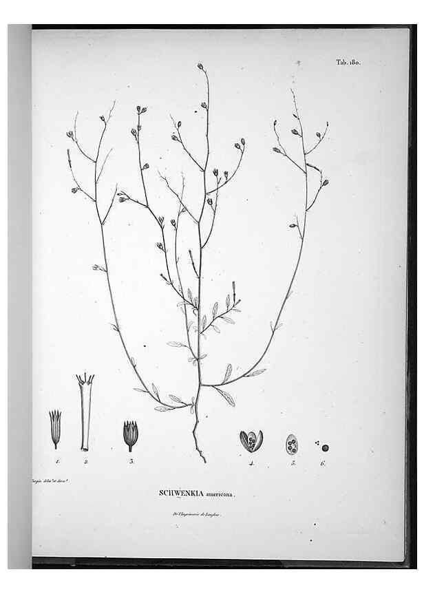 Reproducción/Reproduction 49556420736: Nova genera et species plantarum :. Antverpiae :Ex officina Christophori Plantini ...,1576.. 