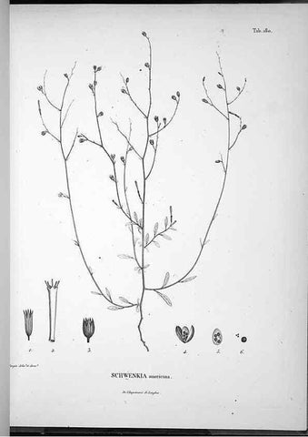Reproducción/Reproduction 49556420736: Nova genera et species plantarum :. Antverpiae :Ex officina Christophori Plantini ...,1576.. 