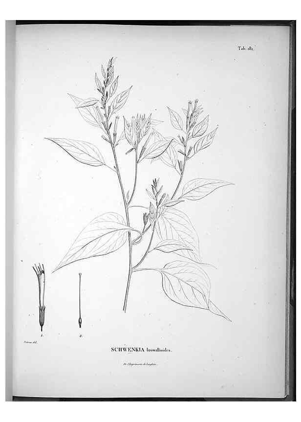 Reproducción/Reproduction 49555925958: Nova genera et species plantarum :. Antverpiae :Ex officina Christophori Plantini ...,1576.. 
