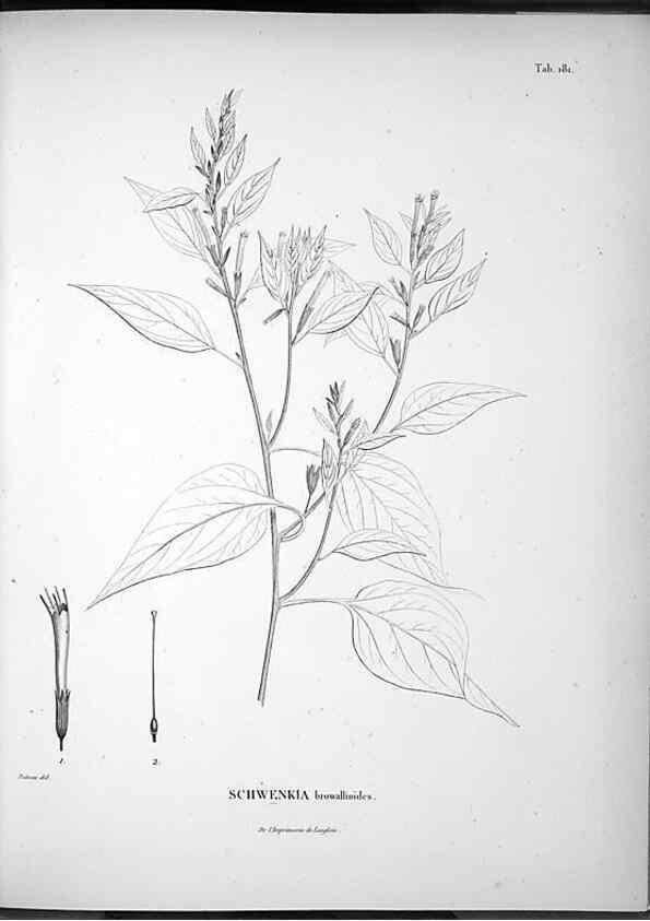 Reproducción/Reproduction 49555925958: Nova genera et species plantarum :. Antverpiae :Ex officina Christophori Plantini ...,1576.. 