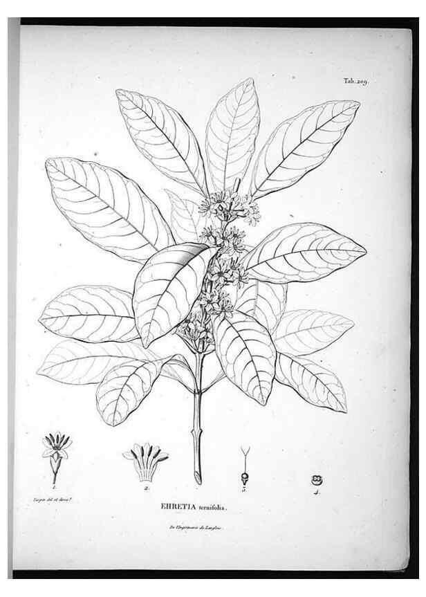 Reproducción/Reproduction 49556458301: Nova genera et species plantarum :. Antverpiae :Ex officina Christophori Plantini ...,1576.. 