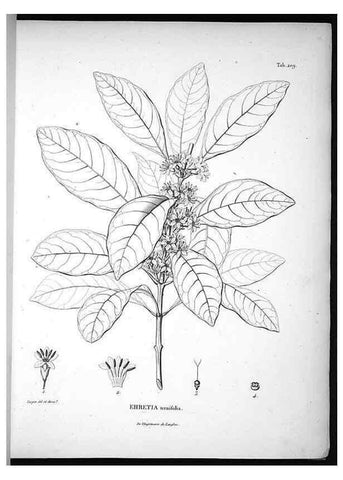 Reproducción/Reproduction 49556458301: Nova genera et species plantarum :. Antverpiae :Ex officina Christophori Plantini ...,1576.. 