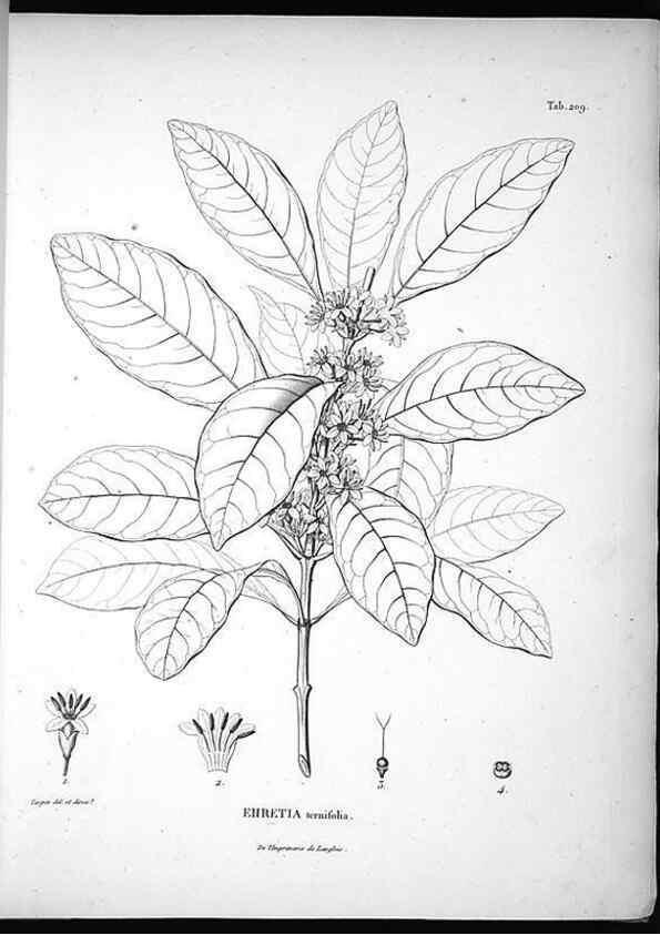 Reproducción/Reproduction 49556458301: Nova genera et species plantarum :. Antverpiae :Ex officina Christophori Plantini ...,1576.. 