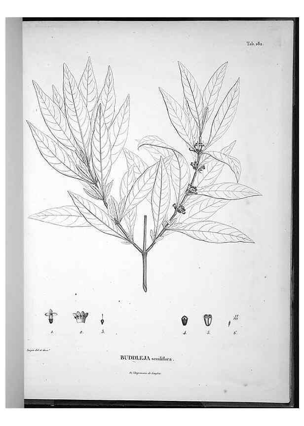Reproducción/Reproduction 49556421066: Nova genera et species plantarum :. Antverpiae :Ex officina Christophori Plantini ...,1576.. 