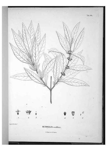 Reproducción/Reproduction 49556421066: Nova genera et species plantarum :. Antverpiae :Ex officina Christophori Plantini ...,1576.. 