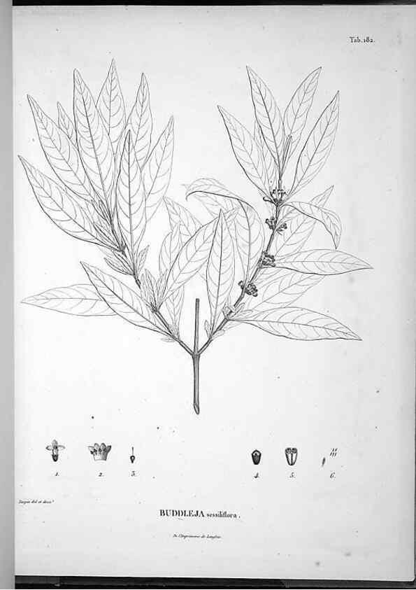Reproducción/Reproduction 49556421066: Nova genera et species plantarum :. Antverpiae :Ex officina Christophori Plantini ...,1576.. 