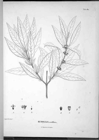 Reproducción/Reproduction 49556421066: Nova genera et species plantarum :. Antverpiae :Ex officina Christophori Plantini ...,1576.. 