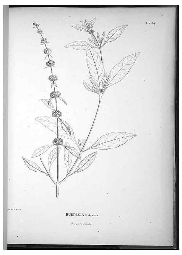 Reproducción/Reproduction 49556657192: Nova genera et species plantarum :. Antverpiae :Ex officina Christophori Plantini ...,1576.. 