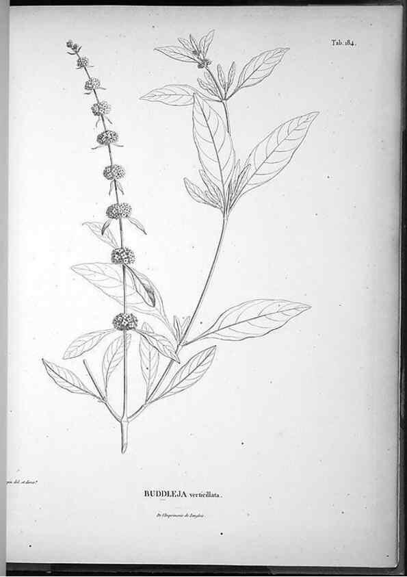 Reproducción/Reproduction 49556657192: Nova genera et species plantarum :. Antverpiae :Ex officina Christophori Plantini ...,1576.. 