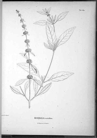 Reproducción/Reproduction 49556657192: Nova genera et species plantarum :. Antverpiae :Ex officina Christophori Plantini ...,1576.. 