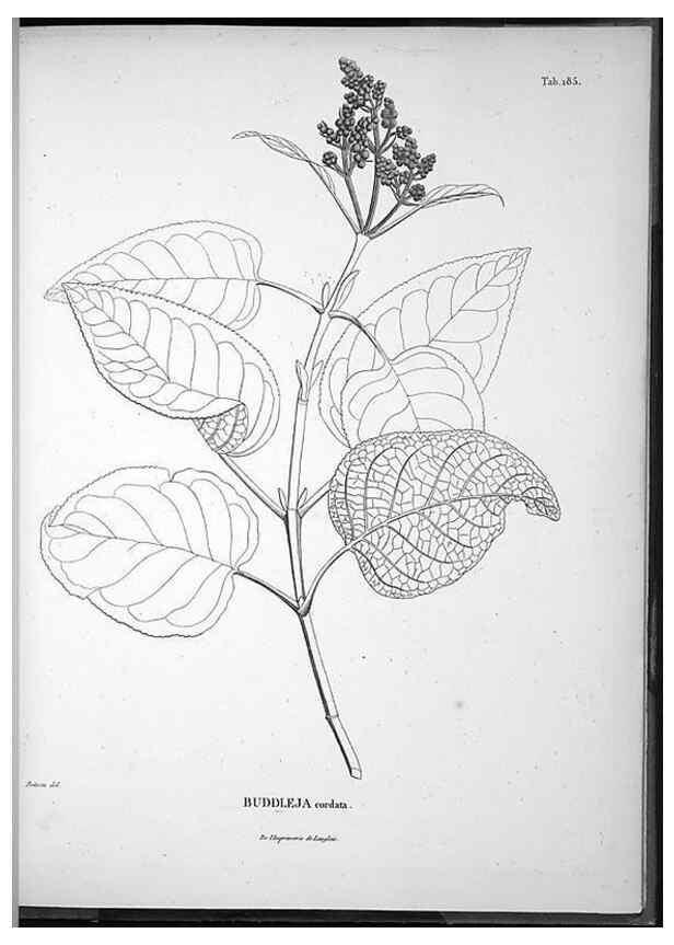 Reproducción/Reproduction 49555926738: Nova genera et species plantarum :. Antverpiae :Ex officina Christophori Plantini ...,1576.. 