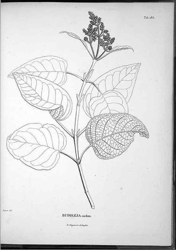 Reproducción/Reproduction 49555926738: Nova genera et species plantarum :. Antverpiae :Ex officina Christophori Plantini ...,1576.. 