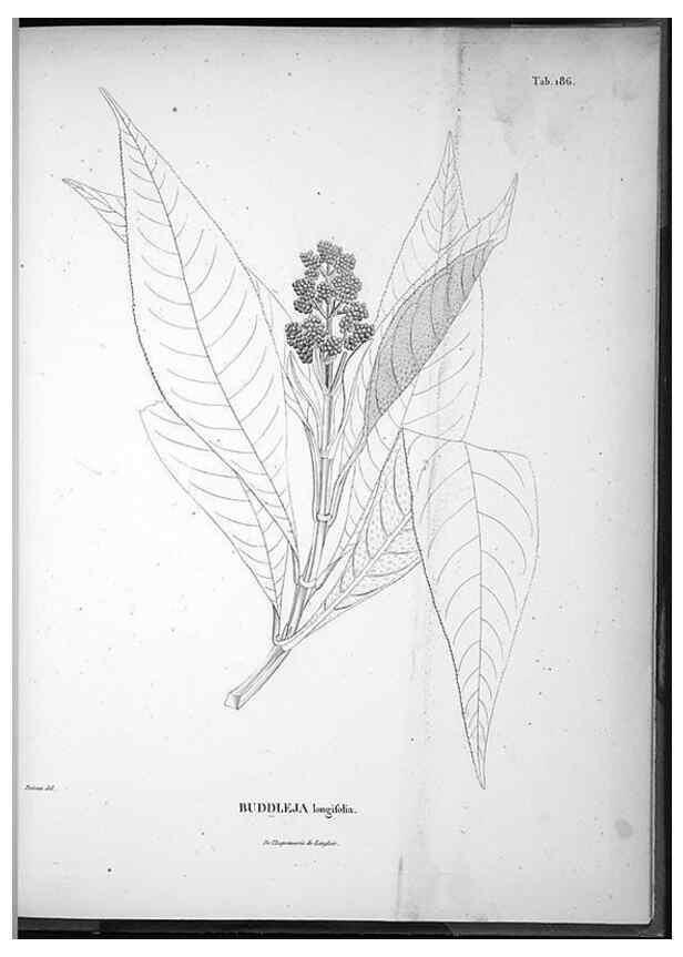 Reproducción/Reproduction 49556421941: Nova genera et species plantarum :. Antverpiae :Ex officina Christophori Plantini ...,1576.. 