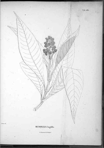 Reproducción/Reproduction 49556421941: Nova genera et species plantarum :. Antverpiae :Ex officina Christophori Plantini ...,1576.. 