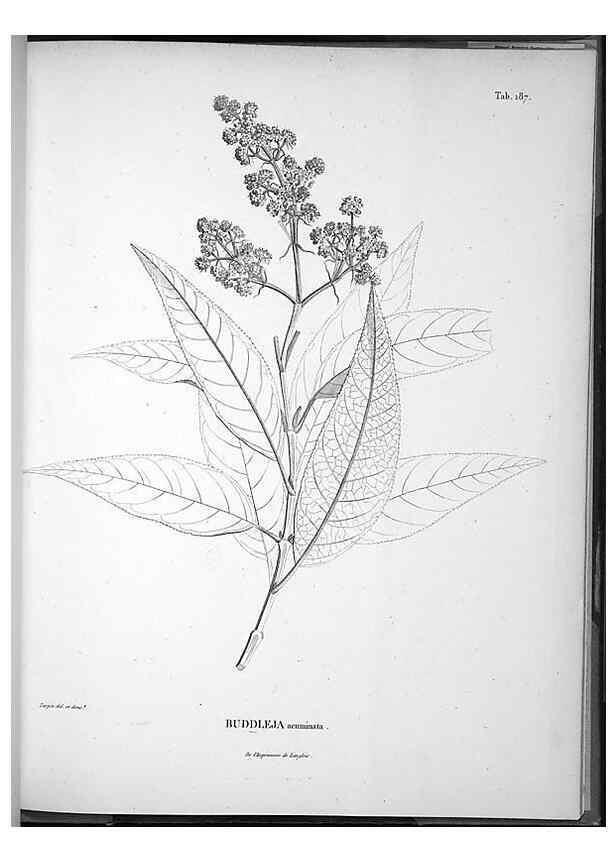 Reproducción/Reproduction 49555927073: Nova genera et species plantarum :. Antverpiae :Ex officina Christophori Plantini ...,1576.. 