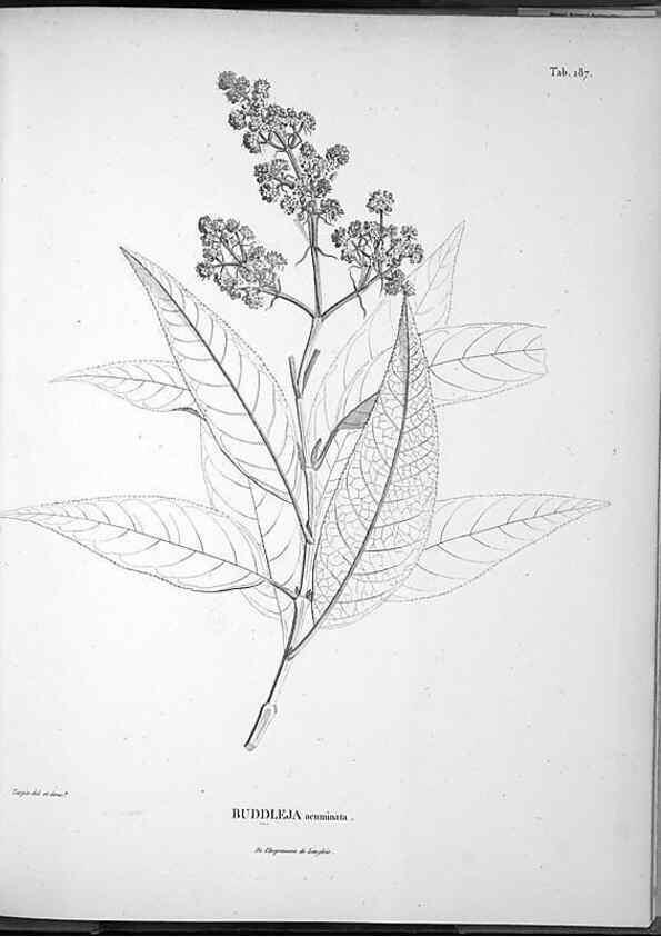 Reproducción/Reproduction 49555927073: Nova genera et species plantarum :. Antverpiae :Ex officina Christophori Plantini ...,1576.. 