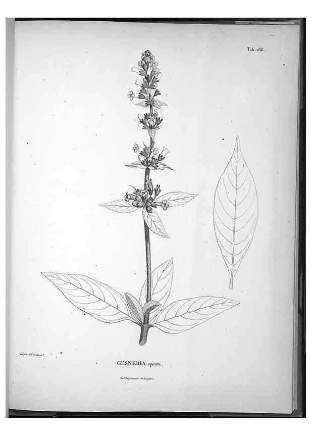 Reproducción/Reproduction 49556422316: Nova genera et species plantarum :. Antverpiae :Ex officina Christophori Plantini ...,1576.. 