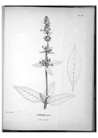 Reproducción/Reproduction 49556422316: Nova genera et species plantarum :. Antverpiae :Ex officina Christophori Plantini ...,1576.. 