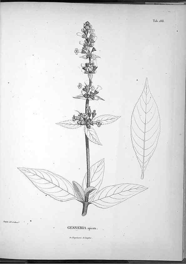 Reproducción/Reproduction 49556422316: Nova genera et species plantarum :. Antverpiae :Ex officina Christophori Plantini ...,1576.. 