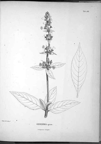 Reproducción/Reproduction 49556422316: Nova genera et species plantarum :. Antverpiae :Ex officina Christophori Plantini ...,1576.. 