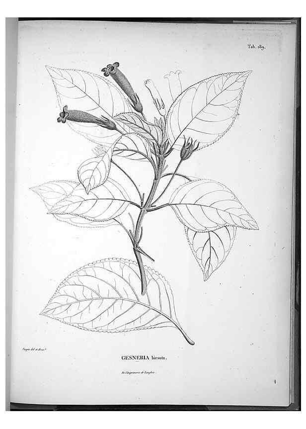 Reproducción/Reproduction 49556422496: Nova genera et species plantarum :. Antverpiae :Ex officina Christophori Plantini ...,1576.. 