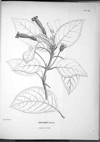 Reproducción/Reproduction 49556422496: Nova genera et species plantarum :. Antverpiae :Ex officina Christophori Plantini ...,1576.. 
