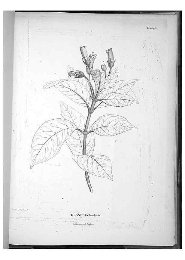 Reproducción/Reproduction 49555927628: Nova genera et species plantarum :. Antverpiae :Ex officina Christophori Plantini ...,1576.. 