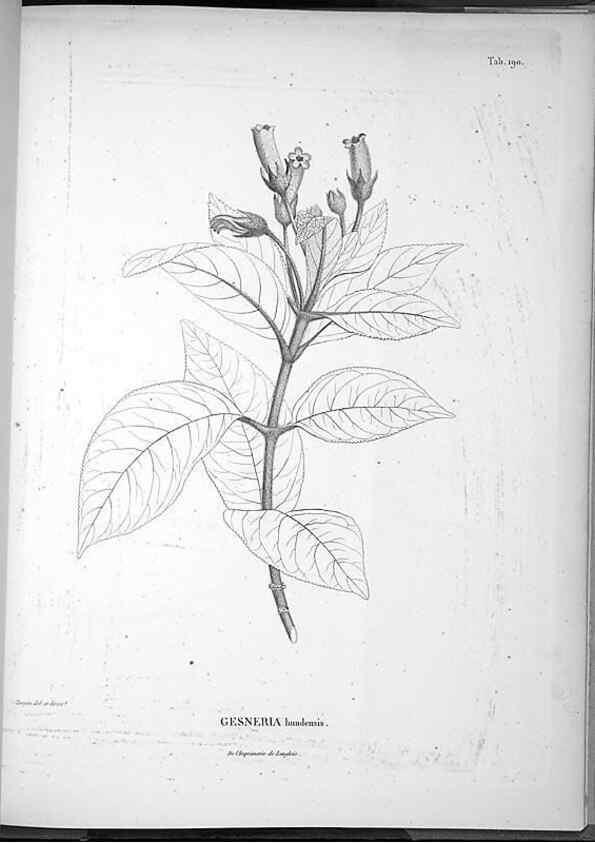 Reproducción/Reproduction 49555927628: Nova genera et species plantarum :. Antverpiae :Ex officina Christophori Plantini ...,1576.. 