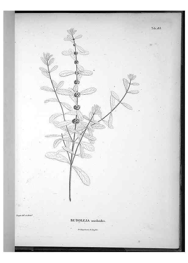 Reproducción/Reproduction 49556421281: Nova genera et species plantarum :. Antverpiae :Ex officina Christophori Plantini ...,1576.. 