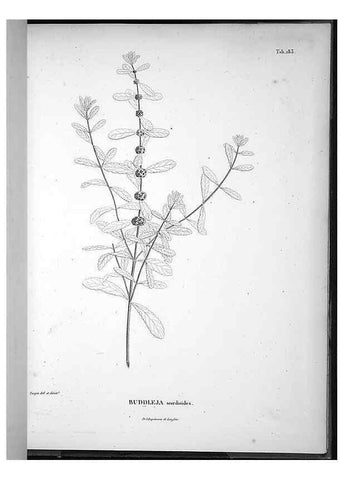 Reproducción/Reproduction 49556421281: Nova genera et species plantarum :. Antverpiae :Ex officina Christophori Plantini ...,1576.. 