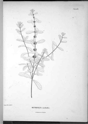 Reproducción/Reproduction 49556421281: Nova genera et species plantarum :. Antverpiae :Ex officina Christophori Plantini ...,1576.. 
