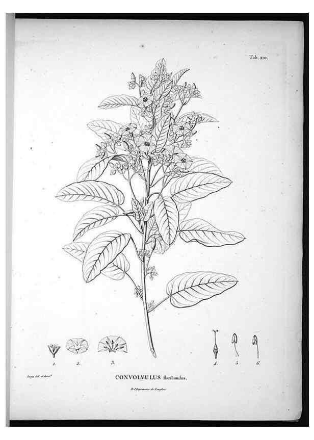 Reproducción/Reproduction 49555963408: Nova genera et species plantarum :. Antverpiae :Ex officina Christophori Plantini ...,1576.. 