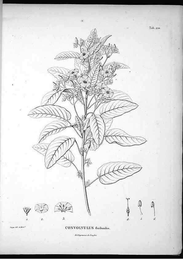 Reproducción/Reproduction 49555963408: Nova genera et species plantarum :. Antverpiae :Ex officina Christophori Plantini ...,1576.. 