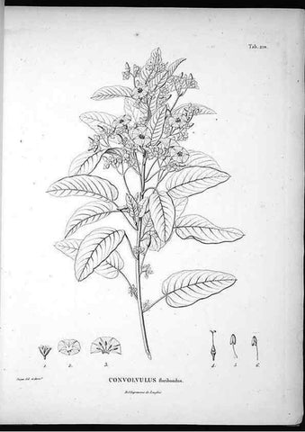 Reproducción/Reproduction 49555963408: Nova genera et species plantarum :. Antverpiae :Ex officina Christophori Plantini ...,1576.. 