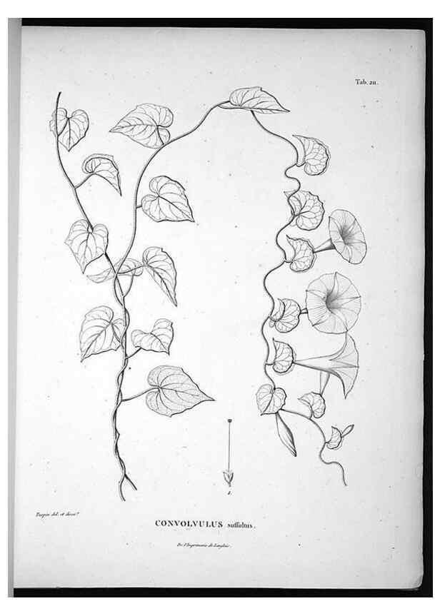 Reproducción/Reproduction 49556695092: Nova genera et species plantarum :. Antverpiae :Ex officina Christophori Plantini ...,1576.. 