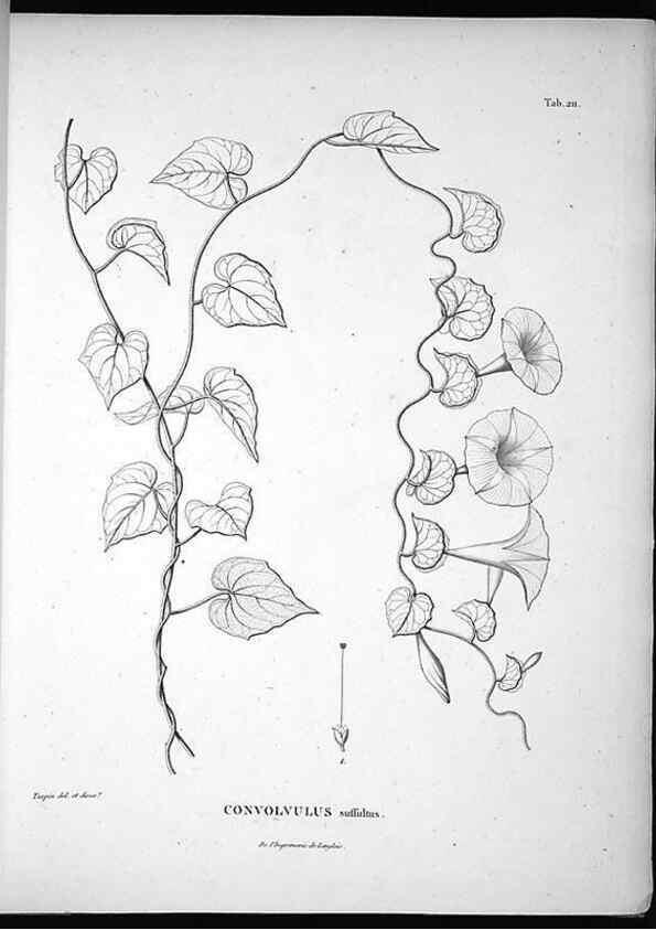 Reproducción/Reproduction 49556695092: Nova genera et species plantarum :. Antverpiae :Ex officina Christophori Plantini ...,1576.. 