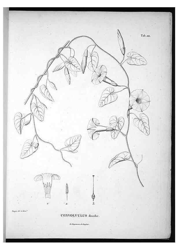 Reproducción/Reproduction 49556458811: Nova genera et species plantarum :. Antverpiae :Ex officina Christophori Plantini ...,1576.. 