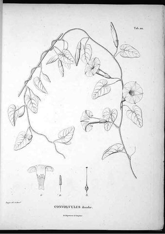 Reproducción/Reproduction 49556458811: Nova genera et species plantarum :. Antverpiae :Ex officina Christophori Plantini ...,1576.. 