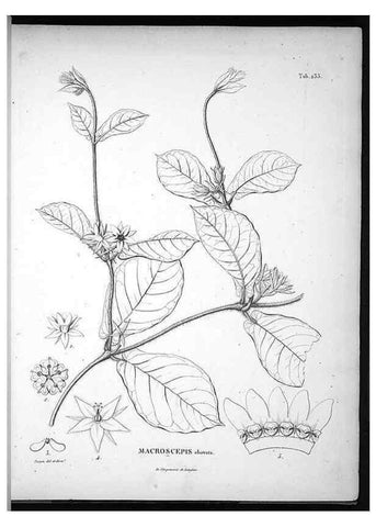 Reproducción/Reproduction 49556462421: Nova genera et species plantarum :. Antverpiae :Ex officina Christophori Plantini ...,1576.. 