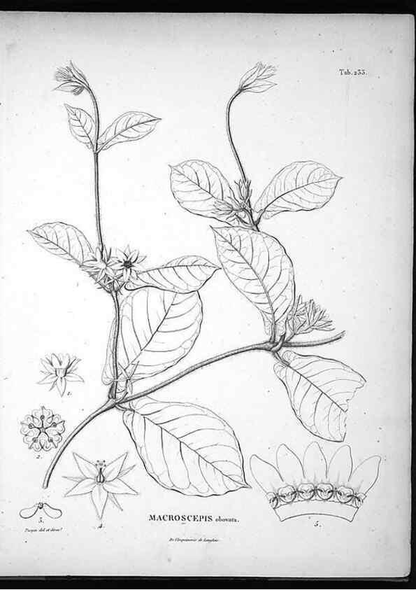 Reproducción/Reproduction 49556462421: Nova genera et species plantarum :. Antverpiae :Ex officina Christophori Plantini ...,1576.. 