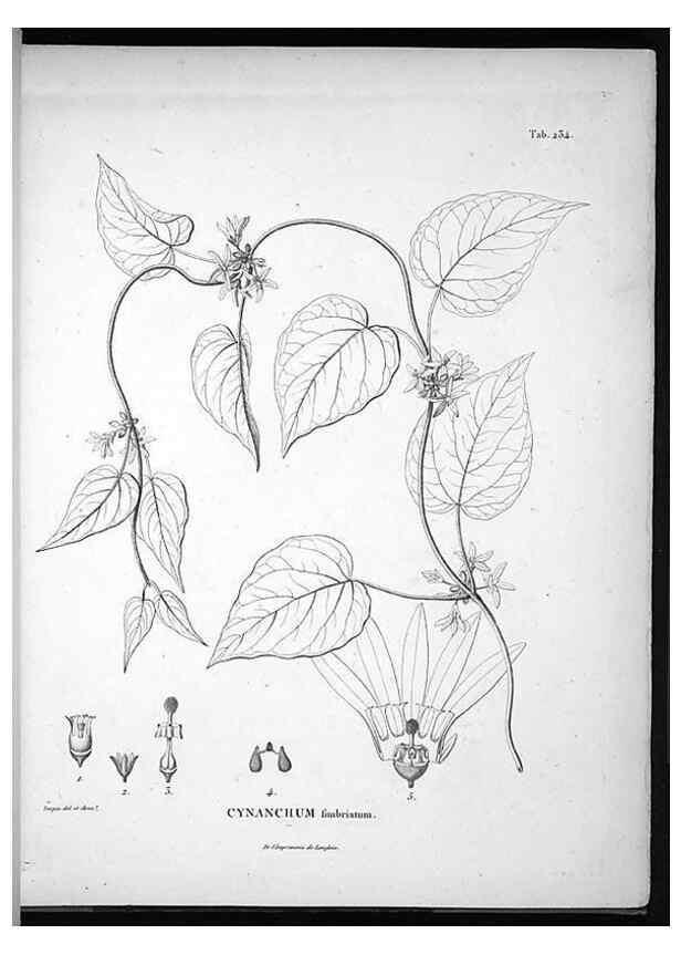 Reproducción/Reproduction 49556462556: Nova genera et species plantarum :. Antverpiae :Ex officina Christophori Plantini ...,1576.. 