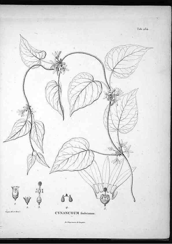 Reproducción/Reproduction 49556462556: Nova genera et species plantarum :. Antverpiae :Ex officina Christophori Plantini ...,1576.. 