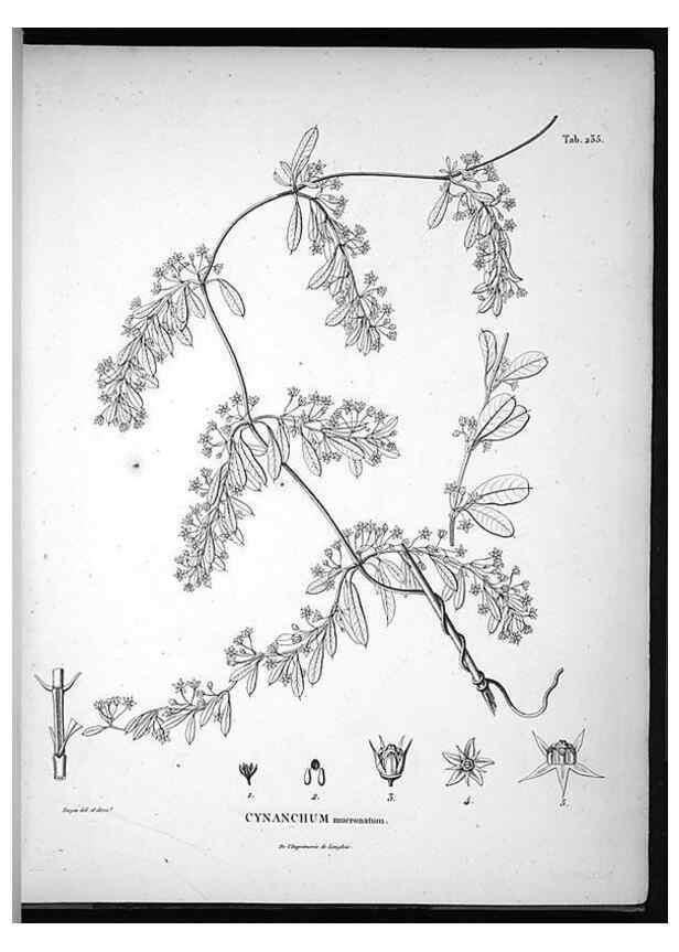 Reproducción/Reproduction 49556462761: Nova genera et species plantarum :. Antverpiae :Ex officina Christophori Plantini ...,1576.. 