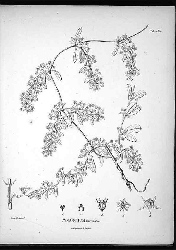 Reproducción/Reproduction 49556462761: Nova genera et species plantarum :. Antverpiae :Ex officina Christophori Plantini ...,1576.. 