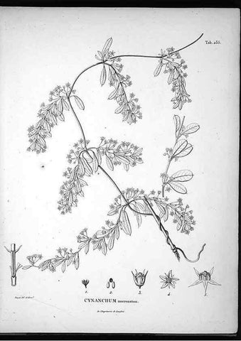 Reproducción/Reproduction 49556462761: Nova genera et species plantarum :. Antverpiae :Ex officina Christophori Plantini ...,1576.. 