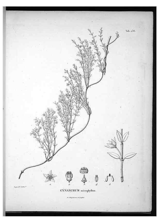 Reproducción/Reproduction 49556699527: Nova genera et species plantarum :. Antverpiae :Ex officina Christophori Plantini ...,1576.. 