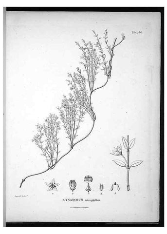 Reproducción/Reproduction 49556699527: Nova genera et species plantarum :. Antverpiae :Ex officina Christophori Plantini ...,1576.. 