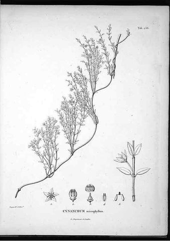 Reproducción/Reproduction 49556699527: Nova genera et species plantarum :. Antverpiae :Ex officina Christophori Plantini ...,1576.. 